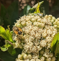 Eristalis bogotensis