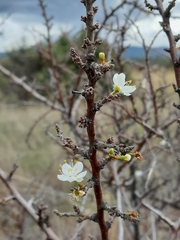 Prunus spinosa