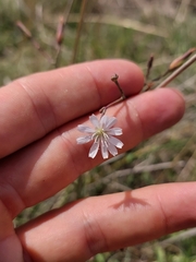 Lactuca inermis