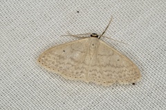 Scopula optivata