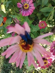 Xylocopa violacea