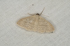 Scopula optivata