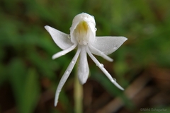 Habenaria grandifloriformis
