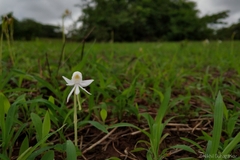 Habenaria grandifloriformis
