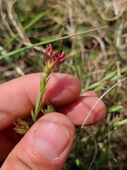 Gnidia gymnostachya