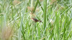 Cisticola marginatus