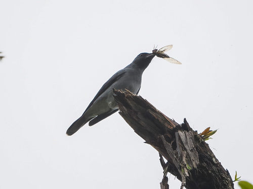 Malayan Cuckooshrike (Coracina larutensis), photo 6