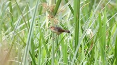Cisticola marginatus
