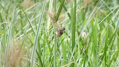 Cisticola marginatus