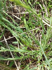Gnidia gymnostachya