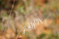 Bromus inermis