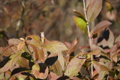 Viburnum sieboldii