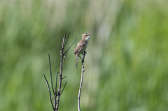 Acrocephalus bistrigiceps
