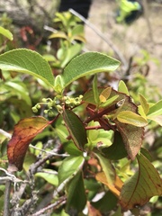 Aristotelia chilensis