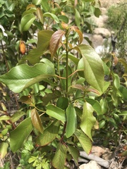 Aristotelia chilensis