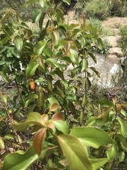 Aristotelia chilensis