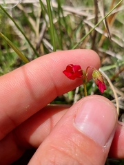 Hermannia erodioides