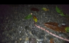 Siphlophis compressus