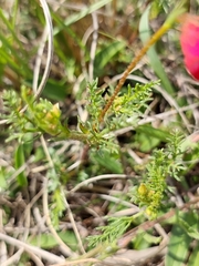 Hermannia erodioides