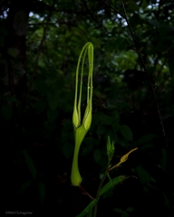 Ceropegia attenuata