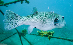Arothron stellatus