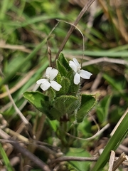 Dyschoriste setigera