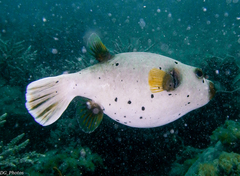 Arothron nigropunctatus