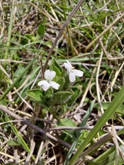 Dyschoriste setigera