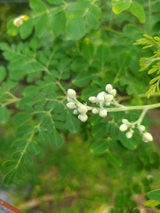 Moringa