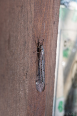Euroleon coreanus