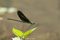 Neurobasis chinensis