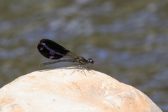 Aristocypha fenestrella