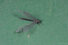Euroleon coreanus