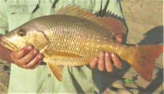 Lutjanus argentimaculatus