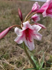 Crinum bulbispermum