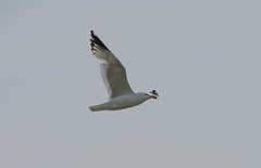 Larus argentatus mongolicus