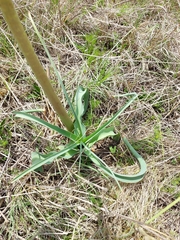 Crinum bulbispermum