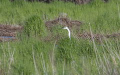 Ardea alba