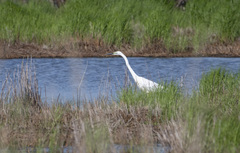 Ardea alba