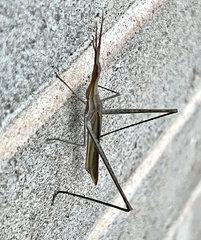 Acrida conica