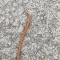 Haplophilus subterraneus