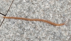 Haplophilus subterraneus