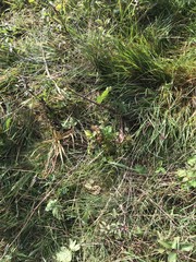 Calluna vulgaris