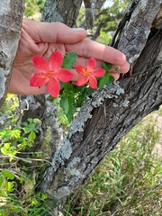 Hibiscus praeteritus