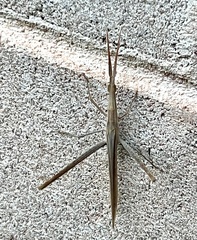 Acrida conica