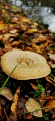Lactarius deliciosus