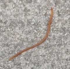 Haplophilus subterraneus