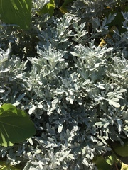 Artemisia stelleriana