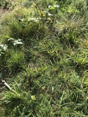 Calluna vulgaris