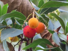 Arbutus unedo